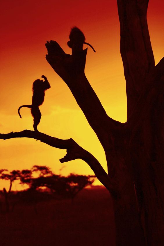 monkey-sunset