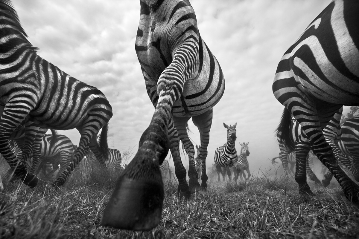 wild-zebra-