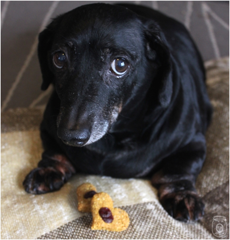 Cran-Pumpkin-Peanut-Butter-Oatmeal-Homemade-Dog-Treats