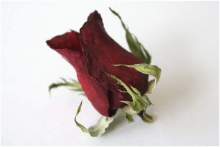 Drying-Roses-With-Silica-Gel