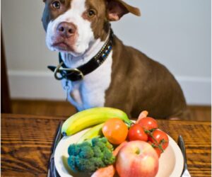 Top 10 Yummy Meatless Doggy Treat Recipes