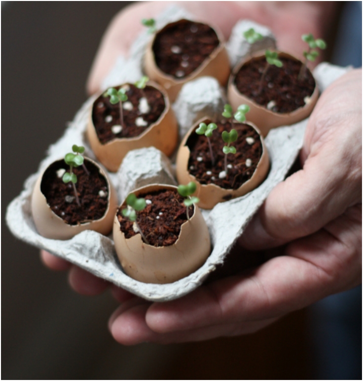 Plant-Seeds-Using-Eggshells