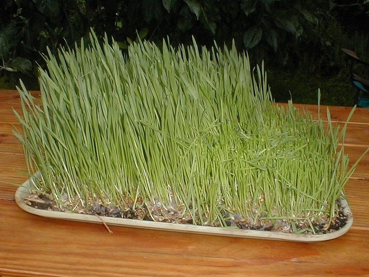 Top-10-reasons-to-start-your-day-with-water-grass-jucie_03