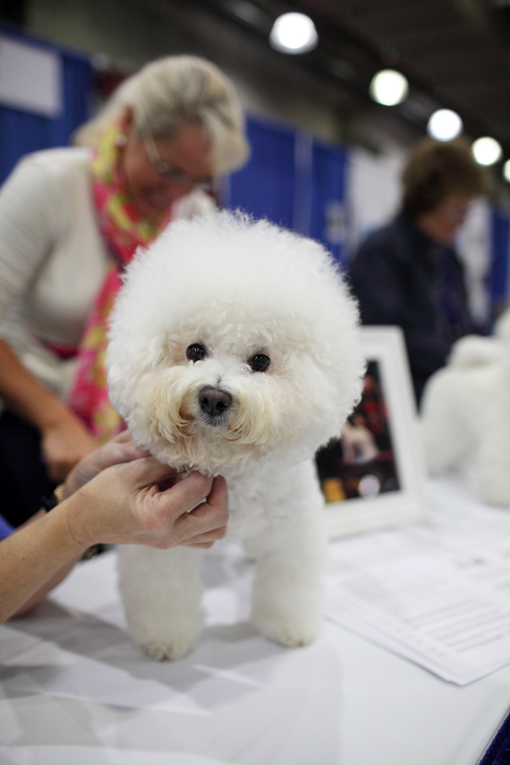 Bichon-Frise