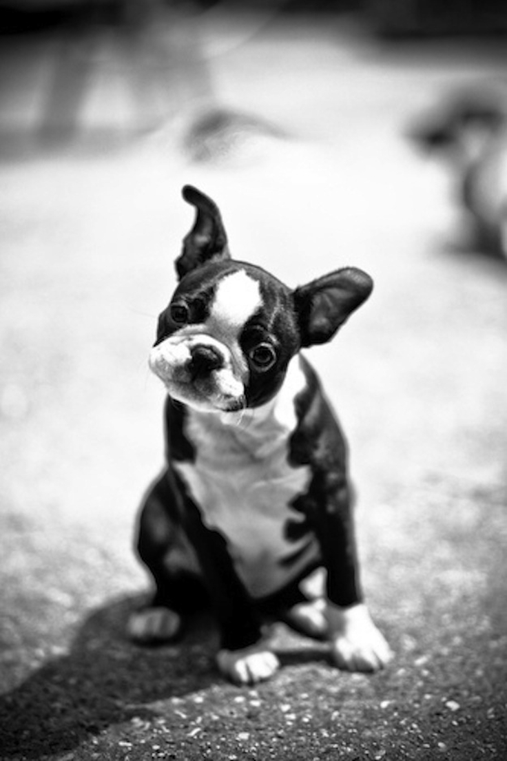 Boston-Terrier