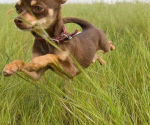 Top 10 Smallest Dog Breeds In The World