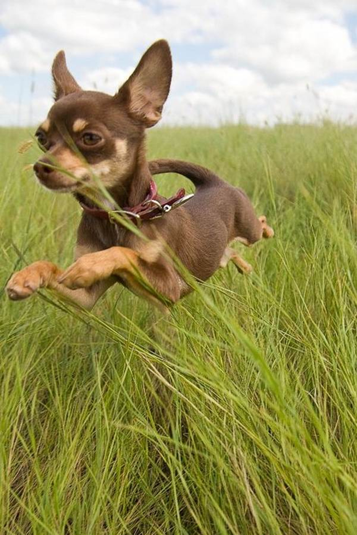 Top 10 Smallest Dog Breeds In The World | Top Inspired