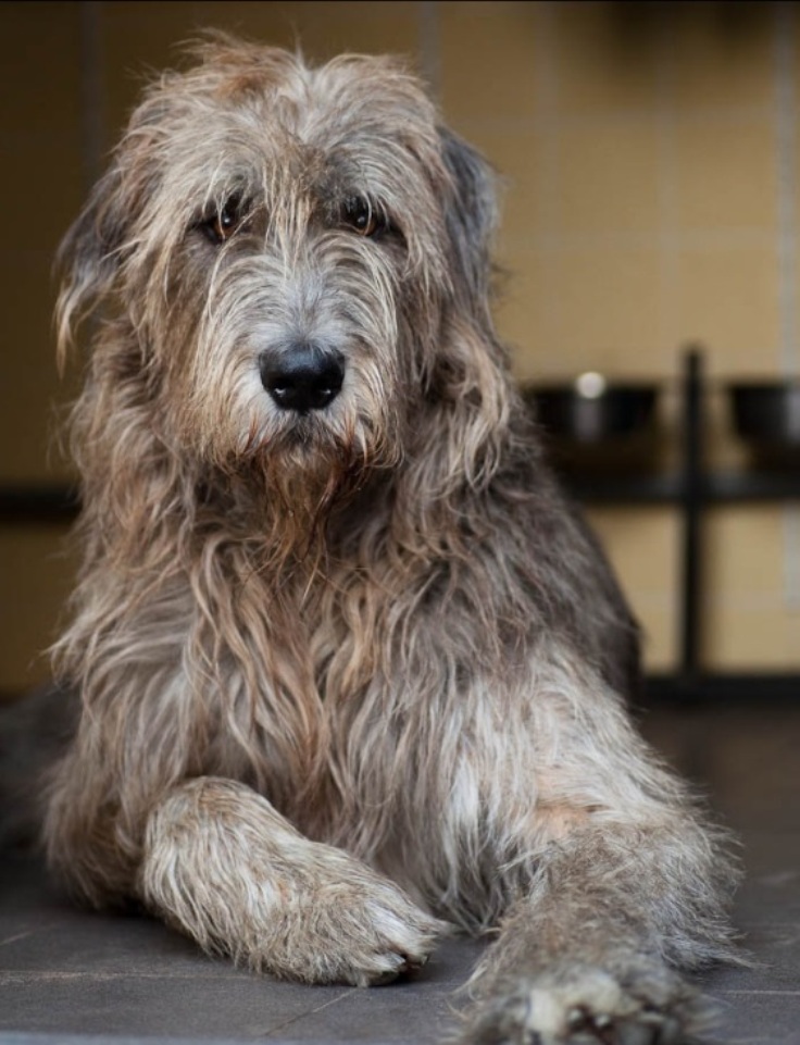 Irish-Wolfhound