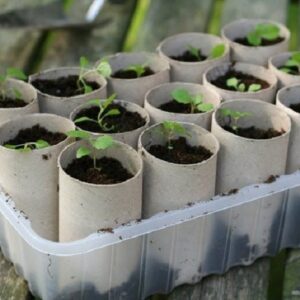 Organic-Seedling-Planters-300x300