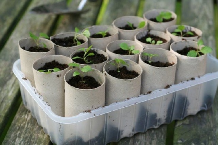 Organic-Seedling-Planters