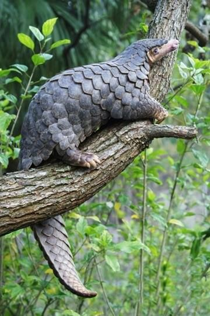 Pangolin