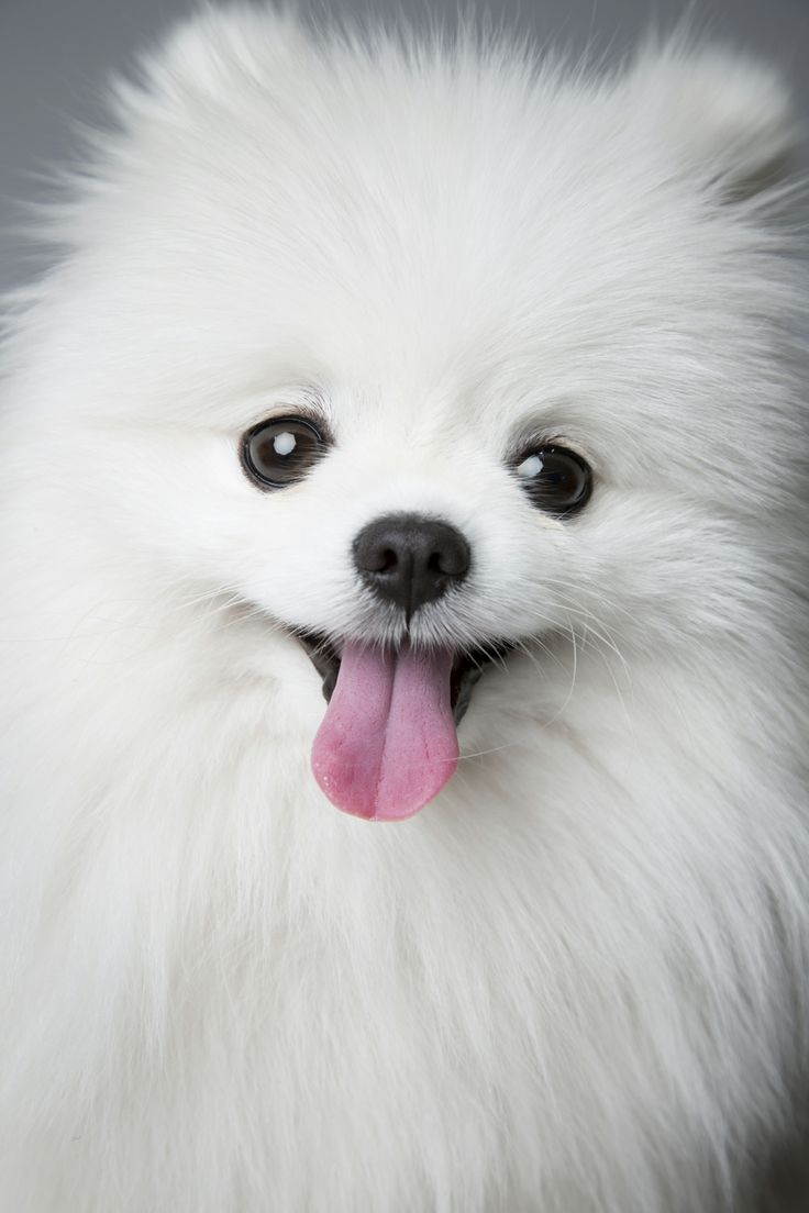 Pomeranian