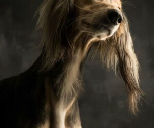 Top 10 Most Expensive Dog Breeds