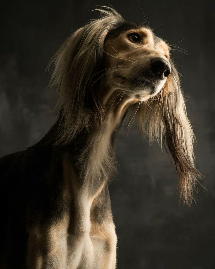 Saluki