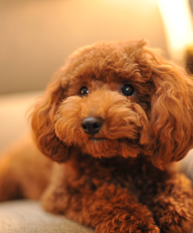 Toy-Poodle-1