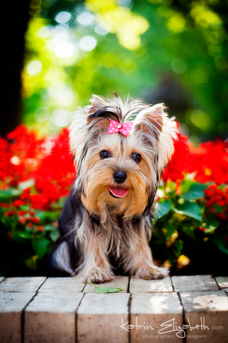 Yorkshire-Terrier