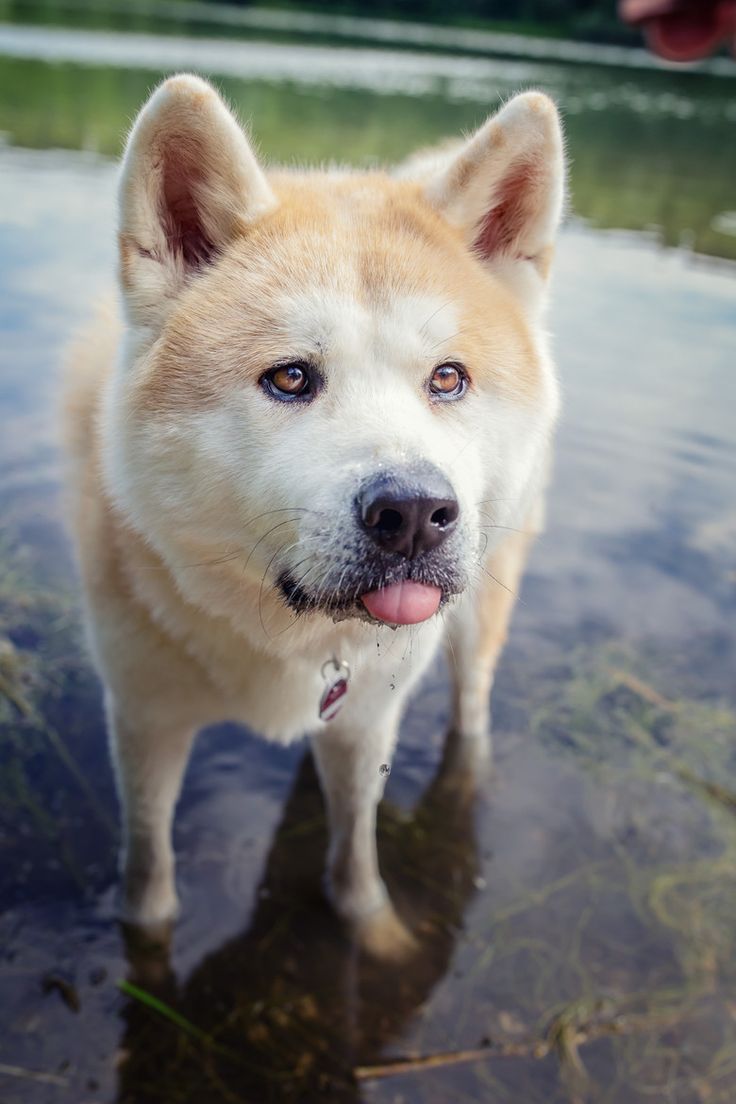 akita