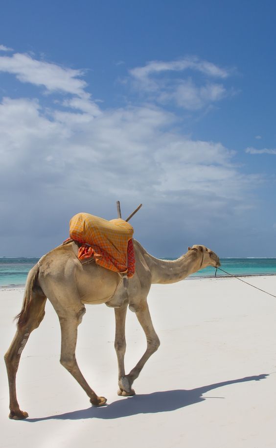 camels-at-the-beach-in-kenya-