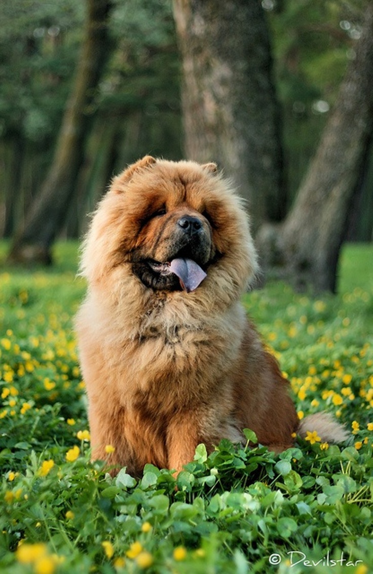 chow-chow