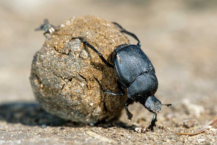 dung-beetles