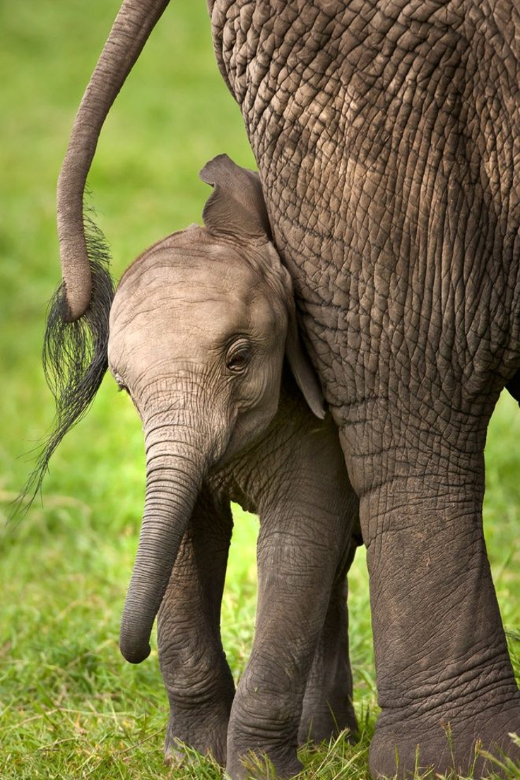 elephant-calf