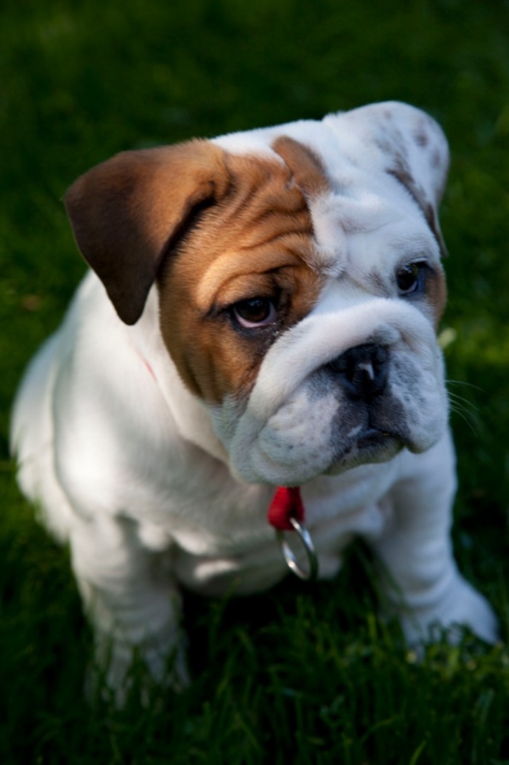 english-bulldog