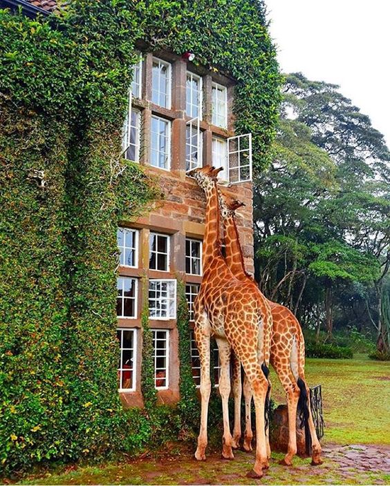 giraffes-