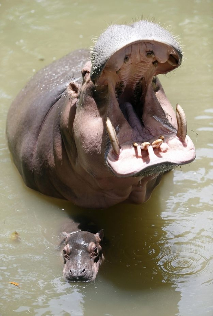 hippo