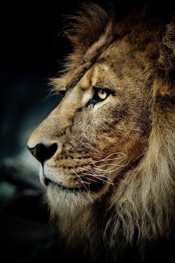 lion