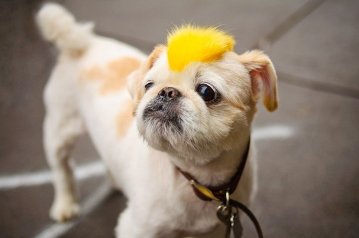 Top 10 Hilarious Dog With Wigs - Top Inspired