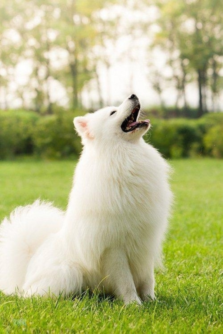 samoyed