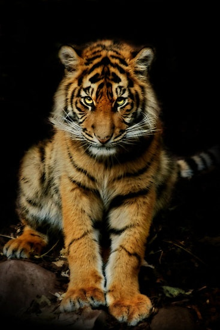 tiger