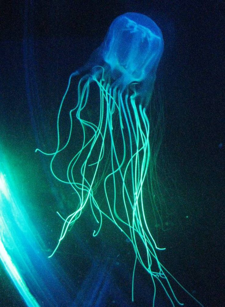 Australian-Box-Jellyfish Australian-Box-Jellyfish