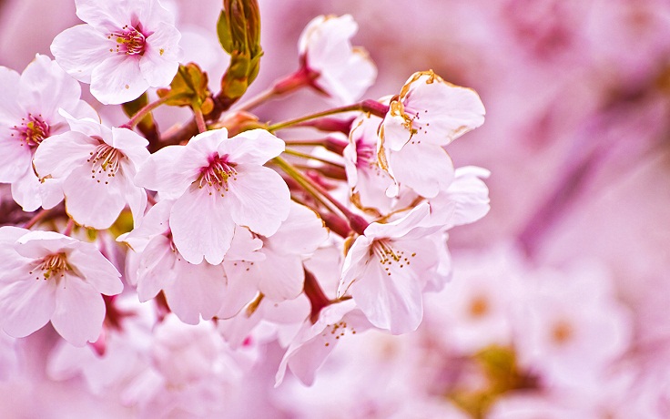 Cherry-Blossom