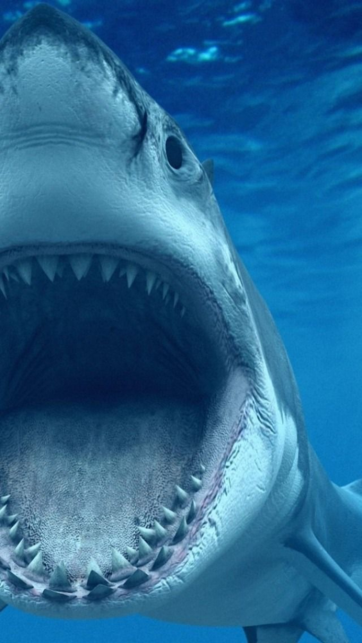 TOP 10 Deadliest Animals In The World - You’ll Never Guess who is #1