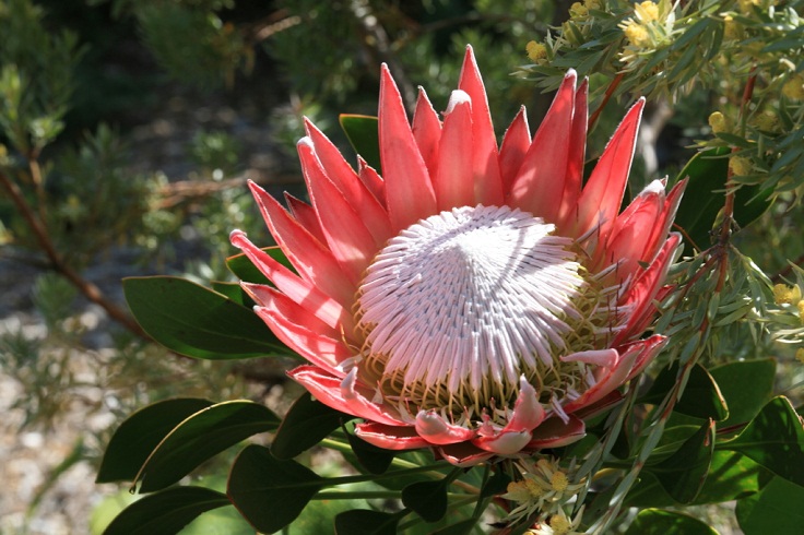 King-Protea