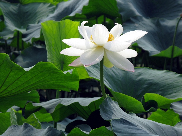White-Lotus