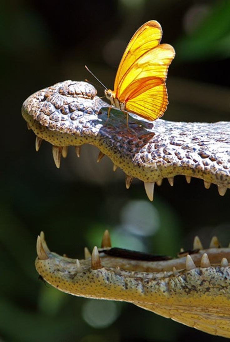 crocodile crocodile