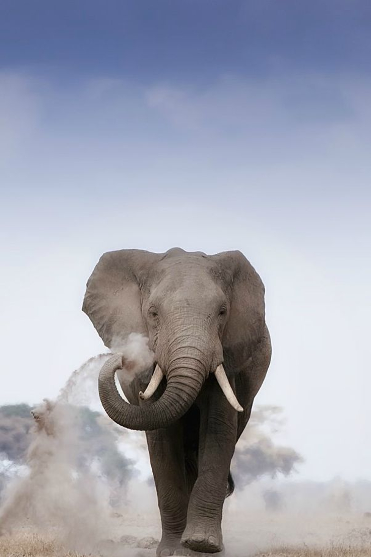 elephant elephant