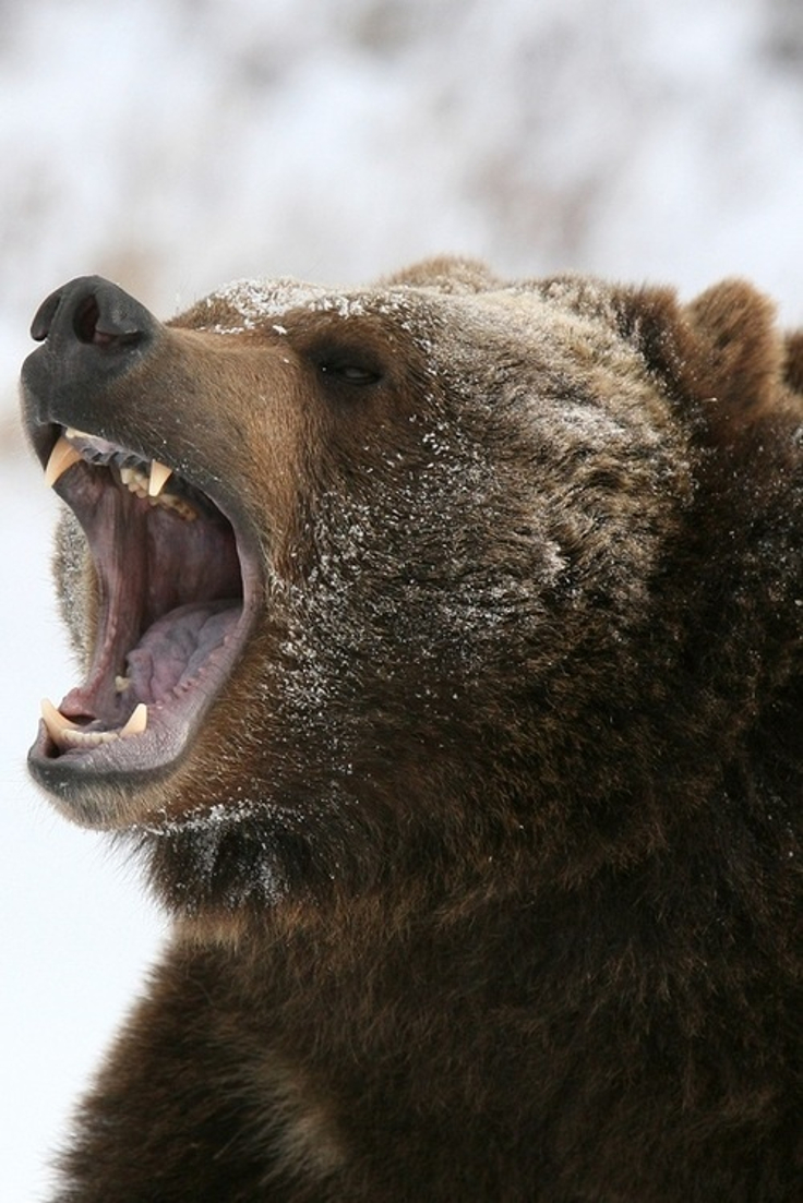 grizzly-bear1 grizzly-bear1