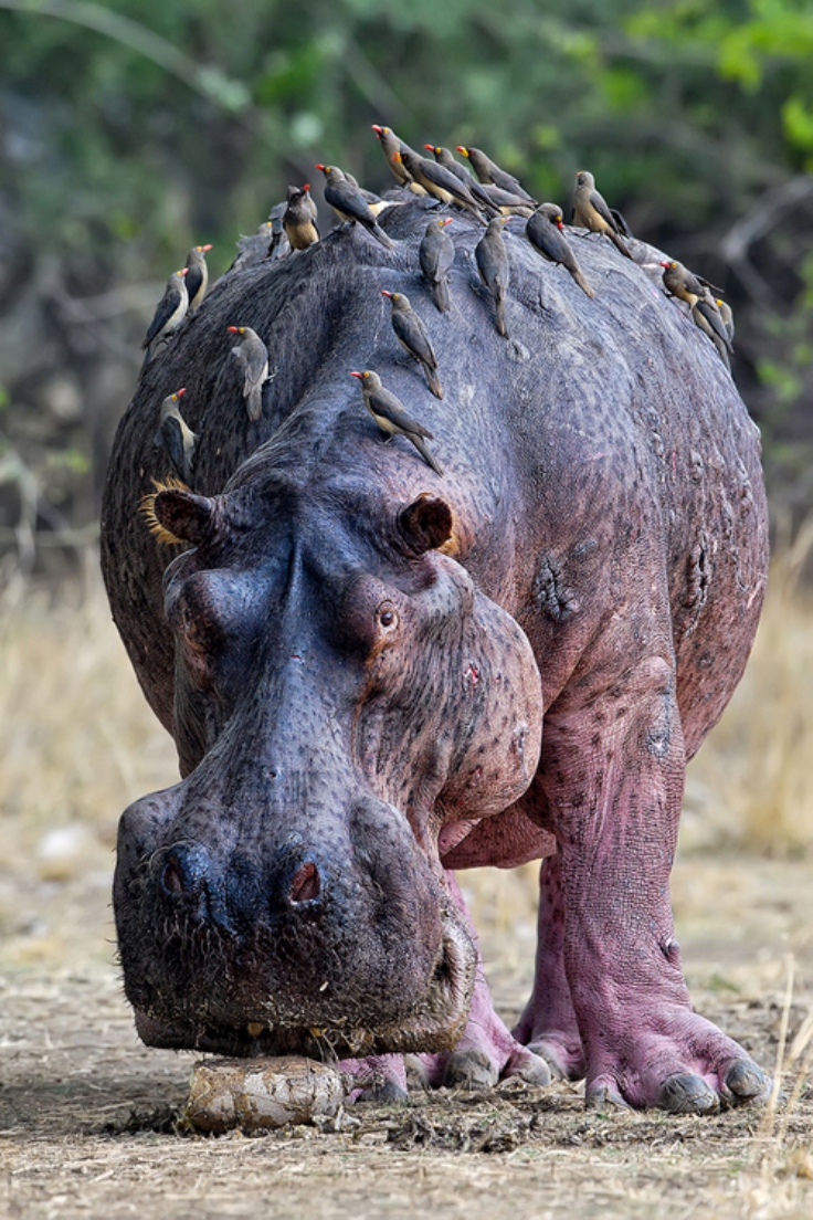 hippo hippo
