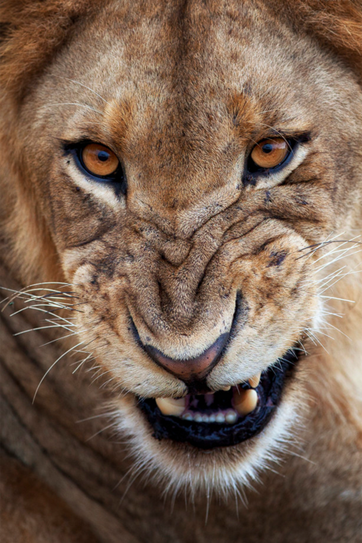 lion lion