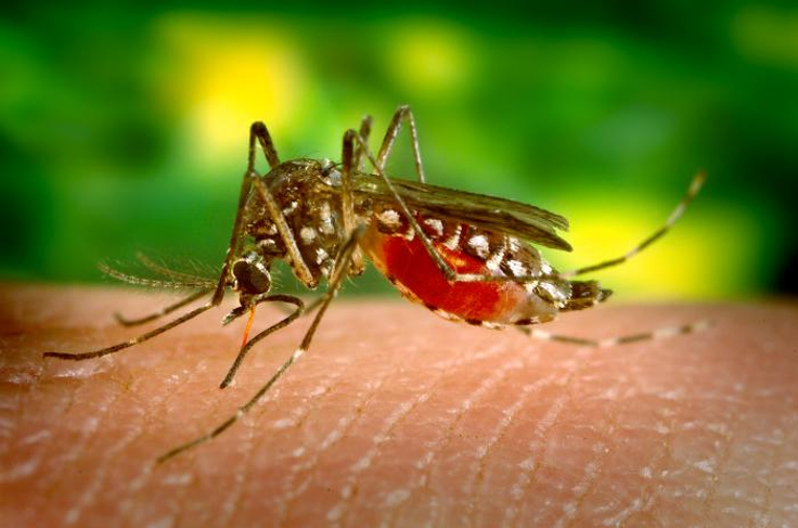 mosquito mosquito