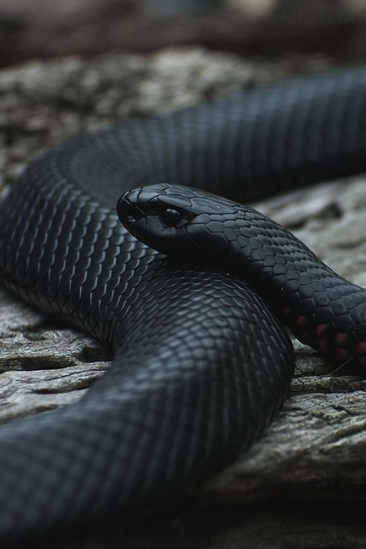 snake snake
