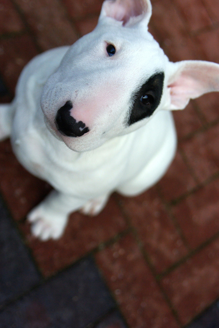 Bull-Terrier