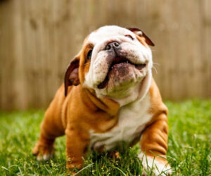 Top 10 Best Dog Breeds For A Home With Children