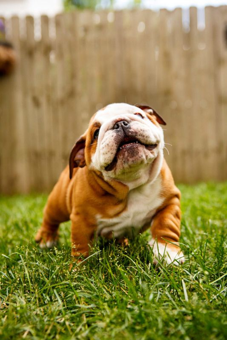 Bulldog