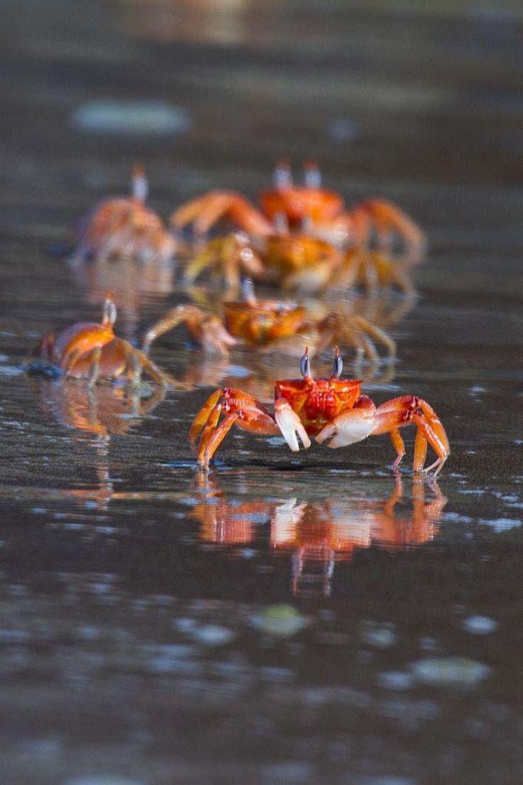 Crabs-Island-Australia