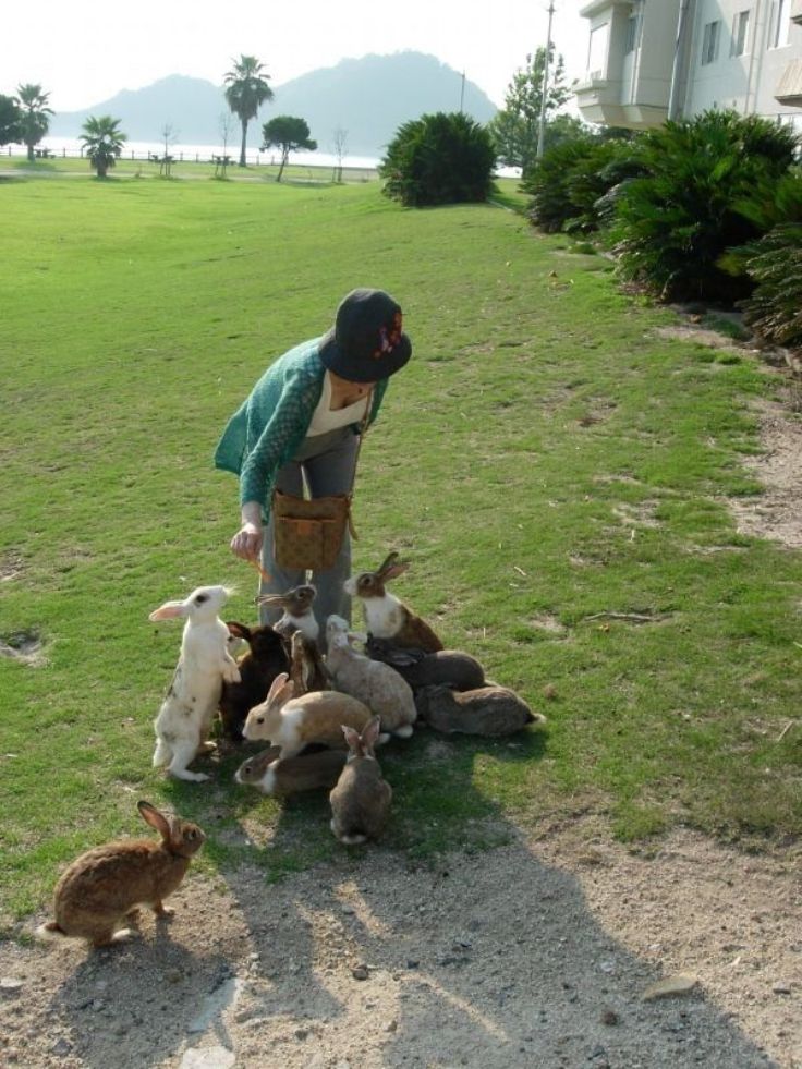 Rabbit-Island-Japan