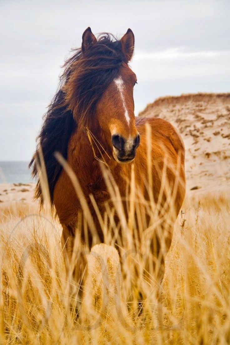 Sable-island